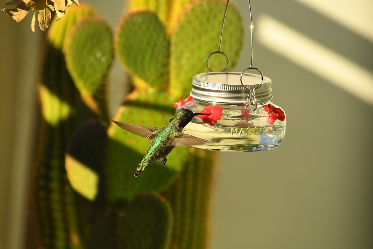 Anna's Hummingbird - ML647619224