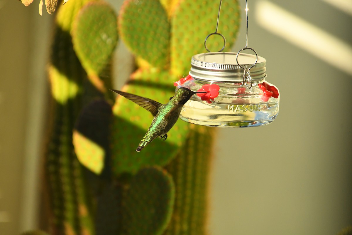 Anna's Hummingbird - ML647619225