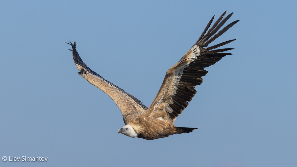 Eurasian Griffon - ML647619226