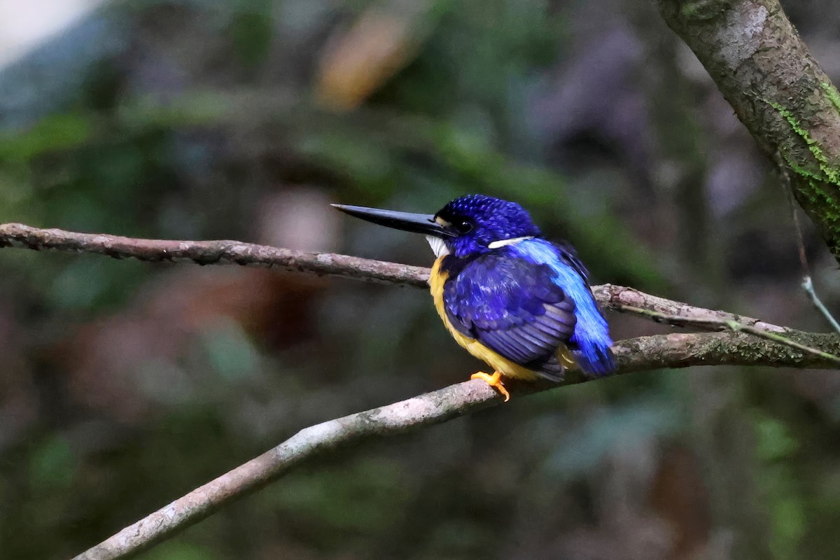 Papuan Dwarf-Kingfisher - ML647619227