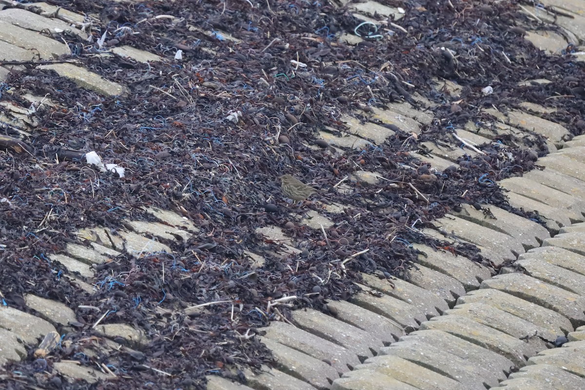 Rock Pipit - ML647619228