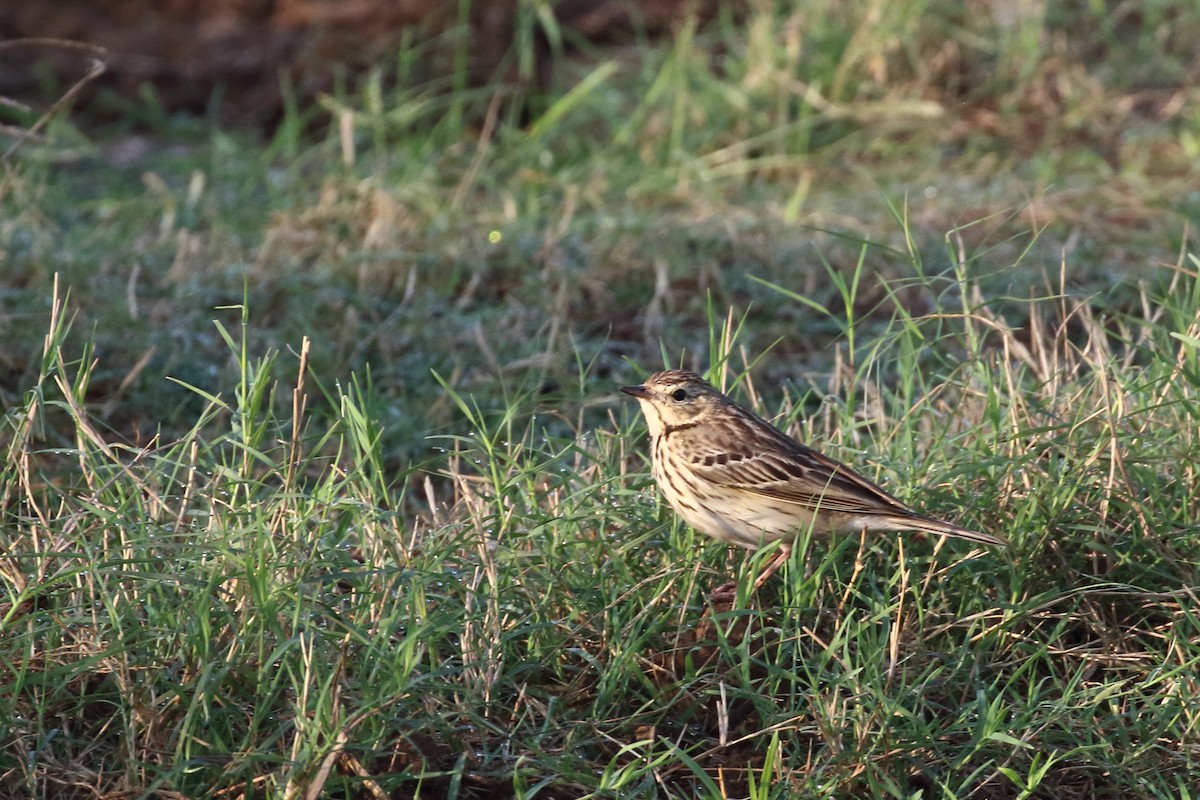 Tree Pipit - ML647619234