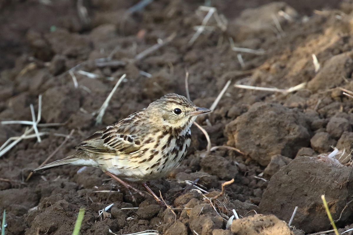 Tree Pipit - ML647619235