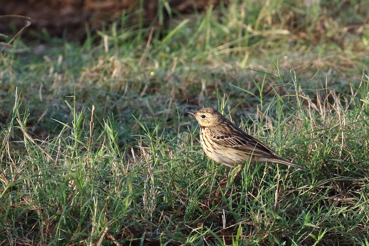 Tree Pipit - ML647619236