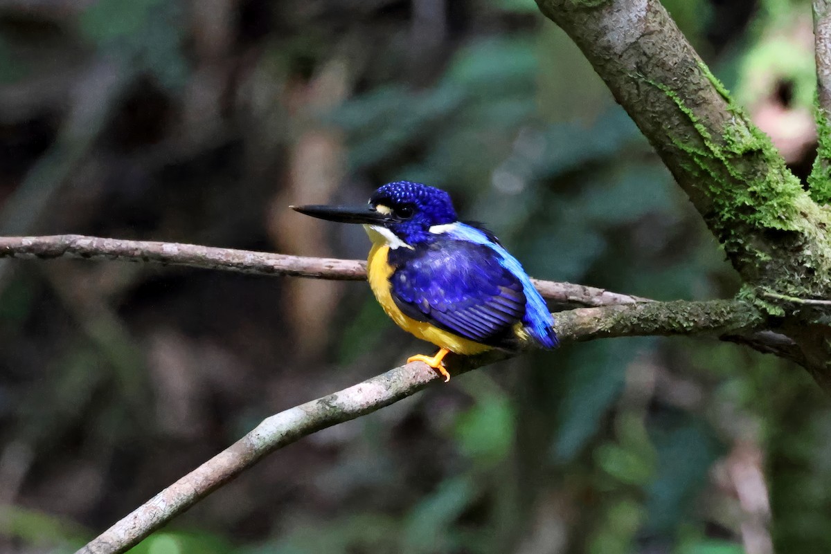 Papuan Dwarf-Kingfisher - ML647619238