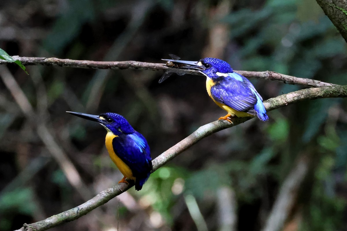 Papuan Dwarf-Kingfisher - ML647619239