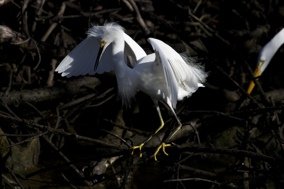 Snowy Egret - ML647619240