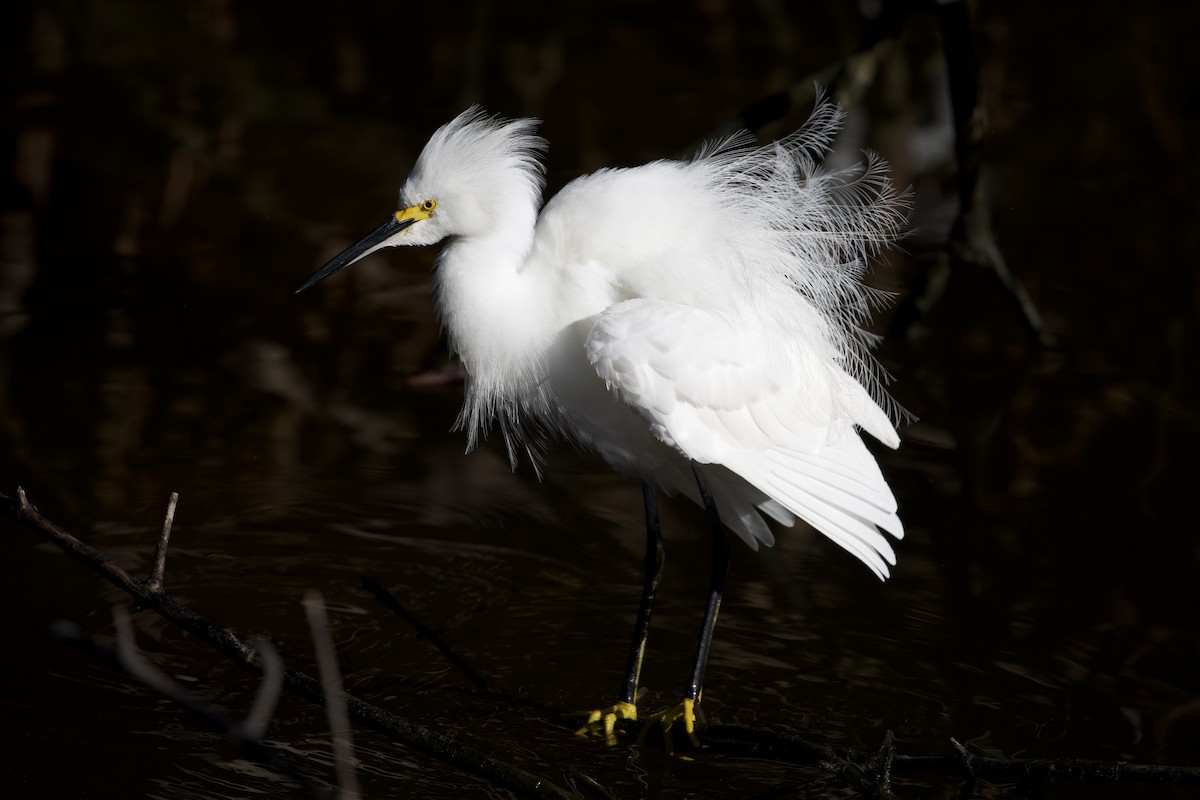Snowy Egret - ML647619241