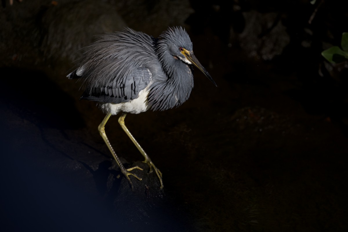 Tricolored Heron - ML647619243