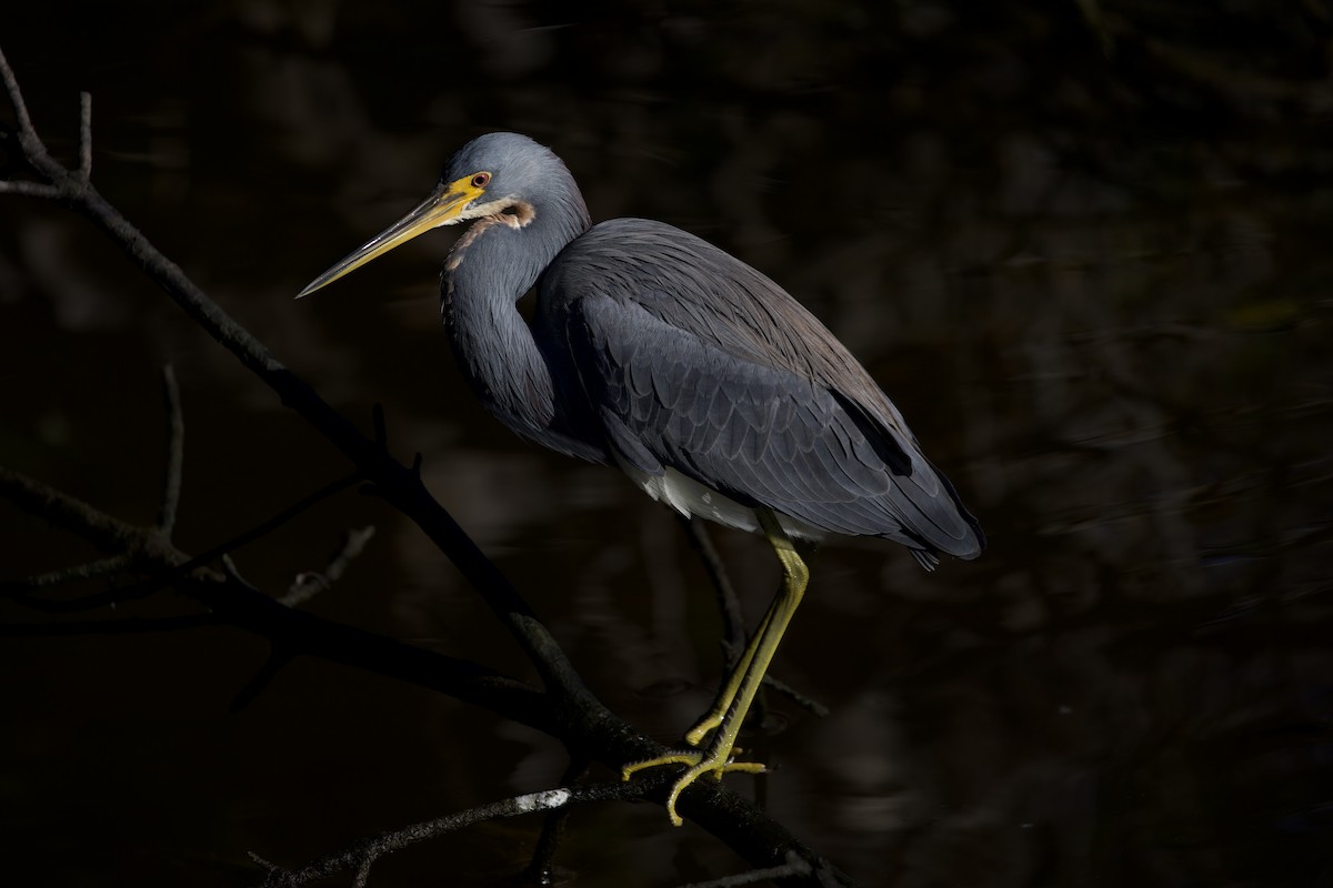Tricolored Heron - ML647619244