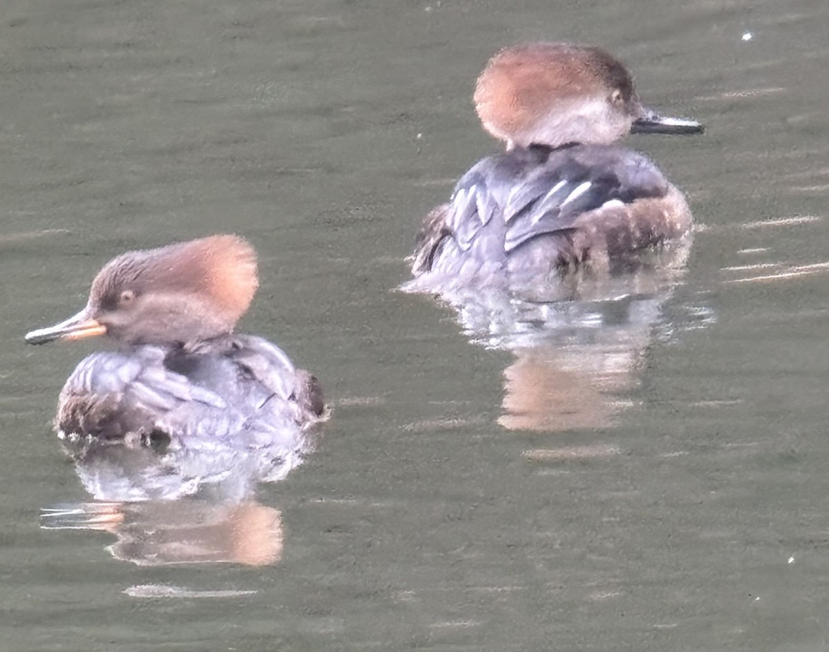 Hooded Merganser - ML647619245