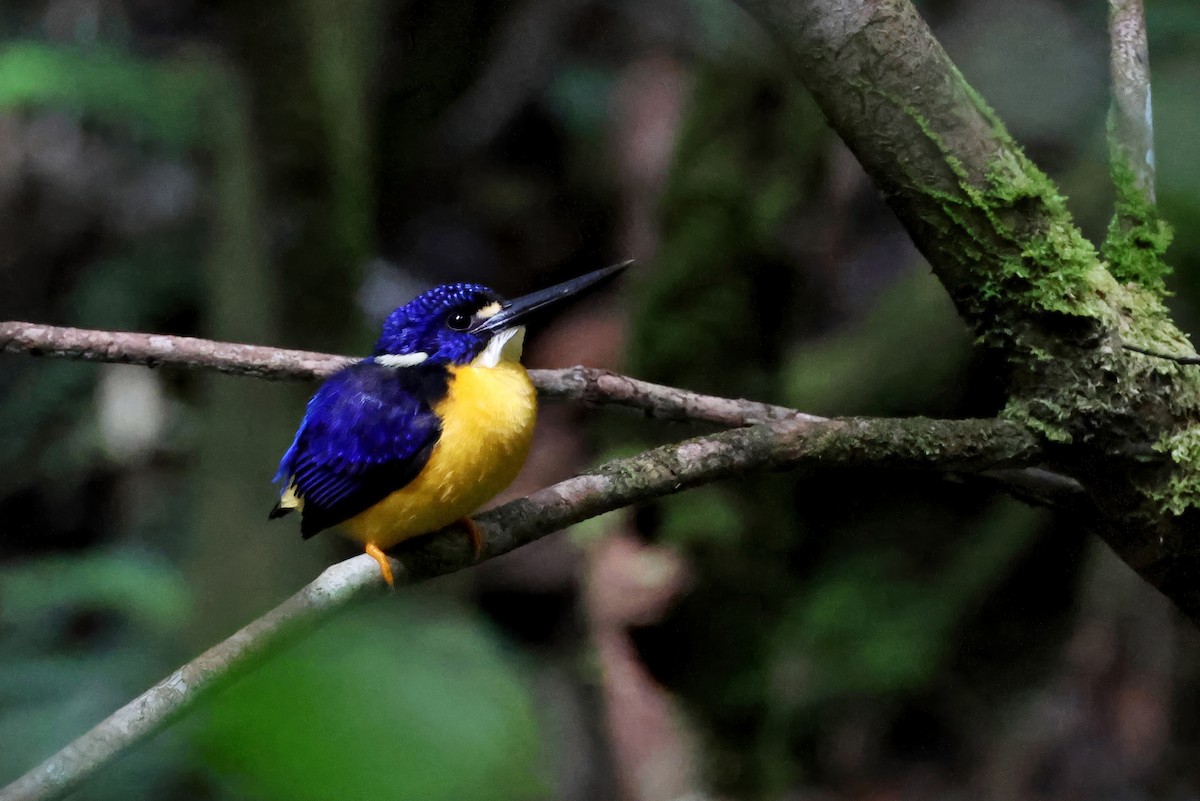 Papuan Dwarf-Kingfisher - ML647619246