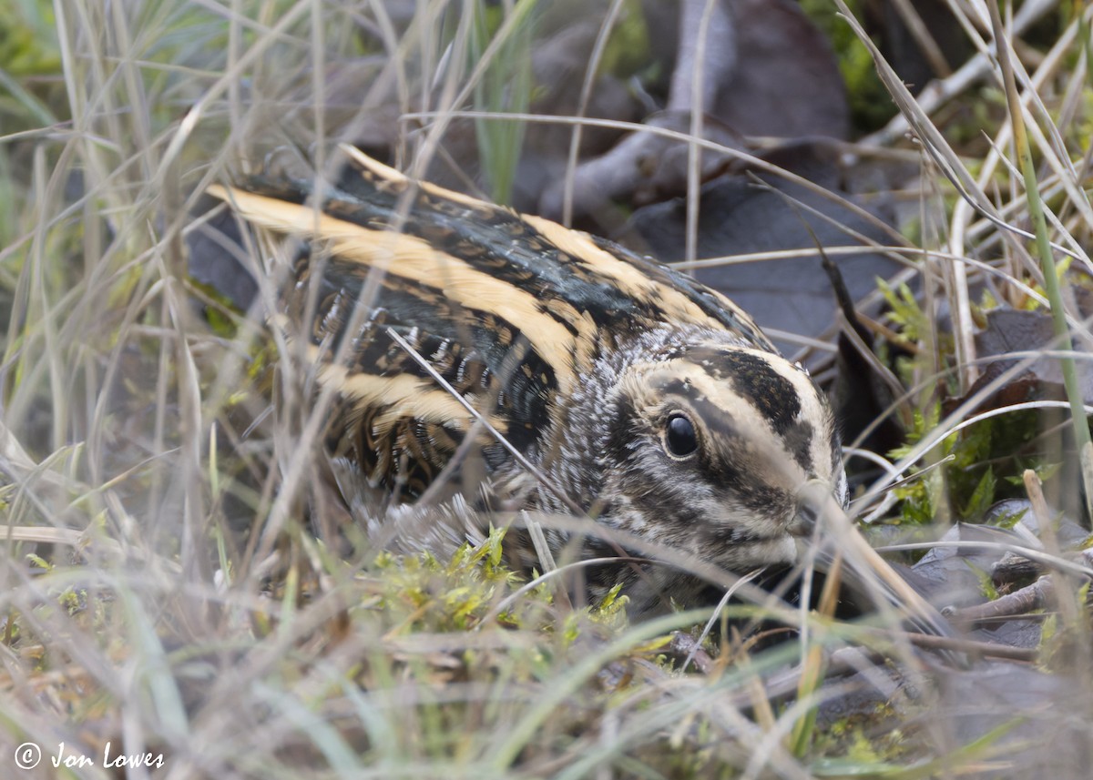 Jack Snipe - ML647619247