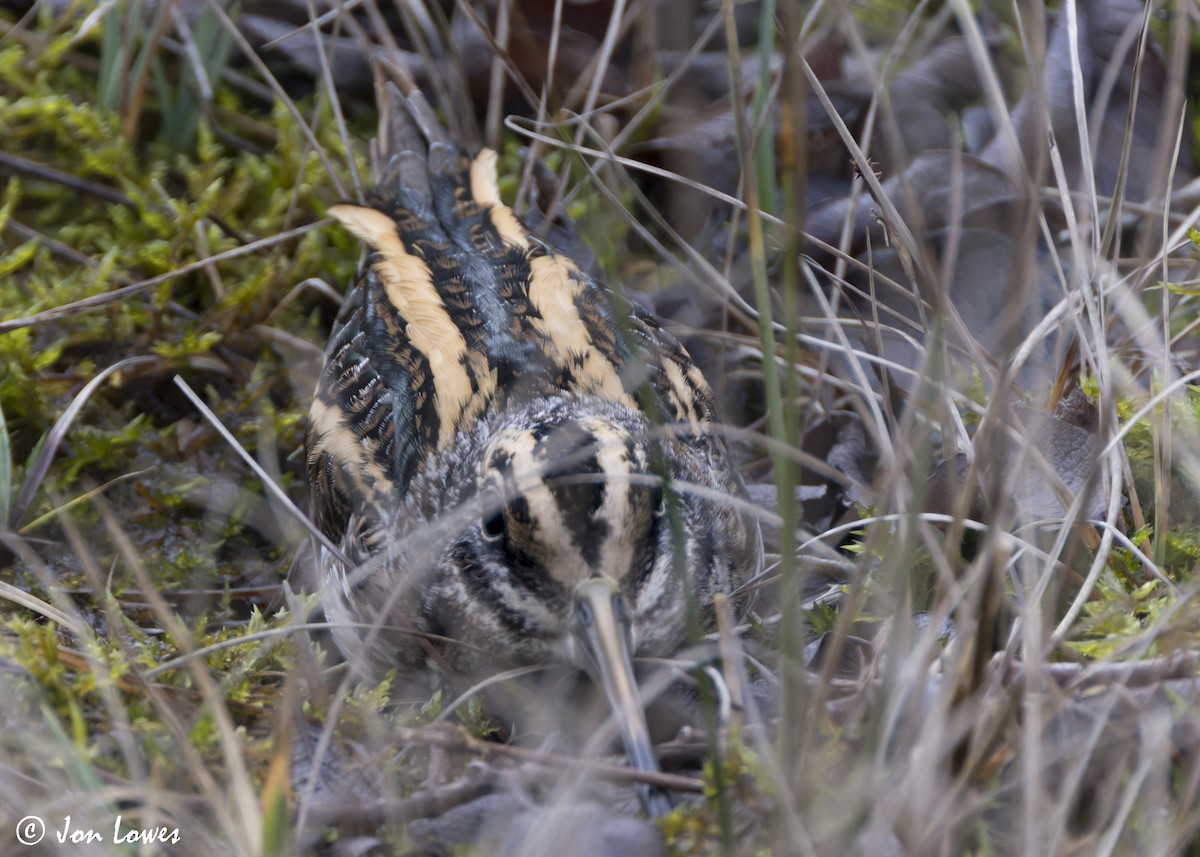 Jack Snipe - ML647619248