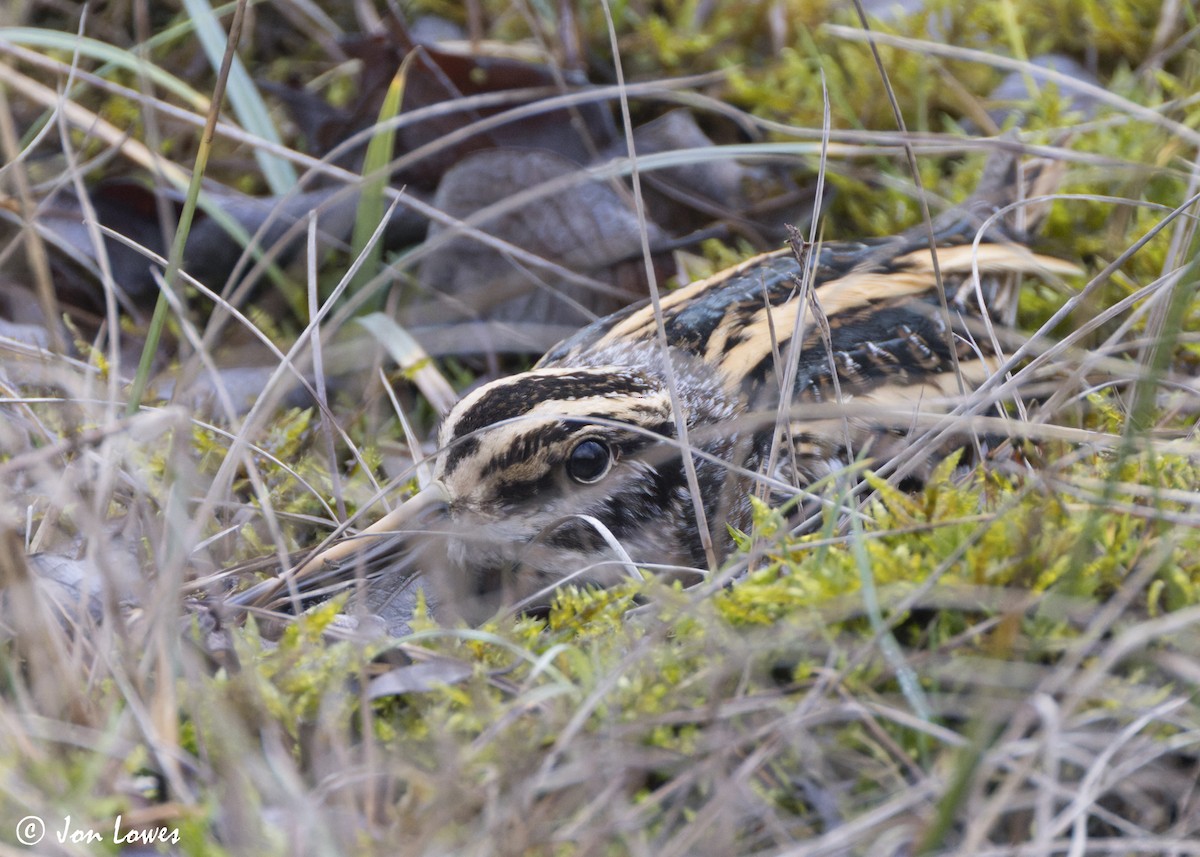 Jack Snipe - ML647619249