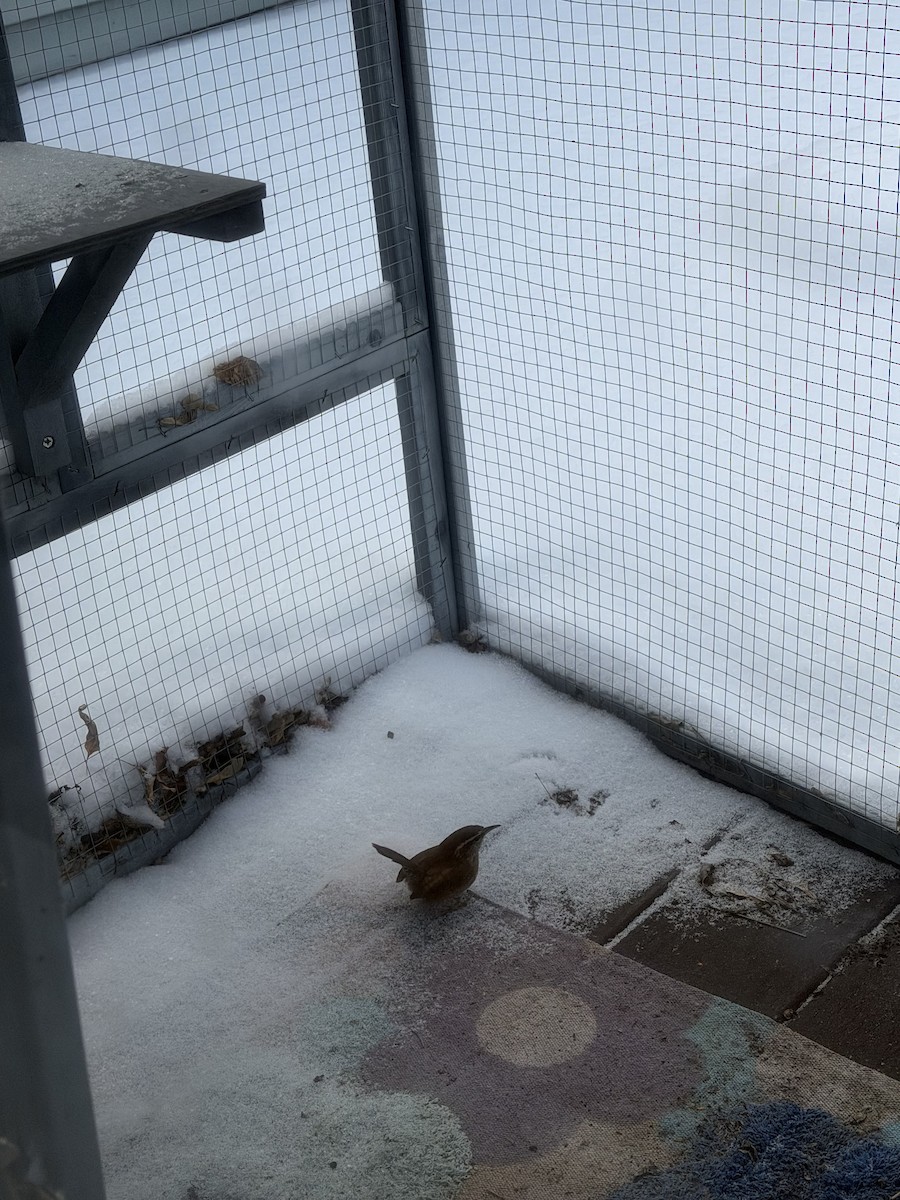 Carolina Wren - ML647619251