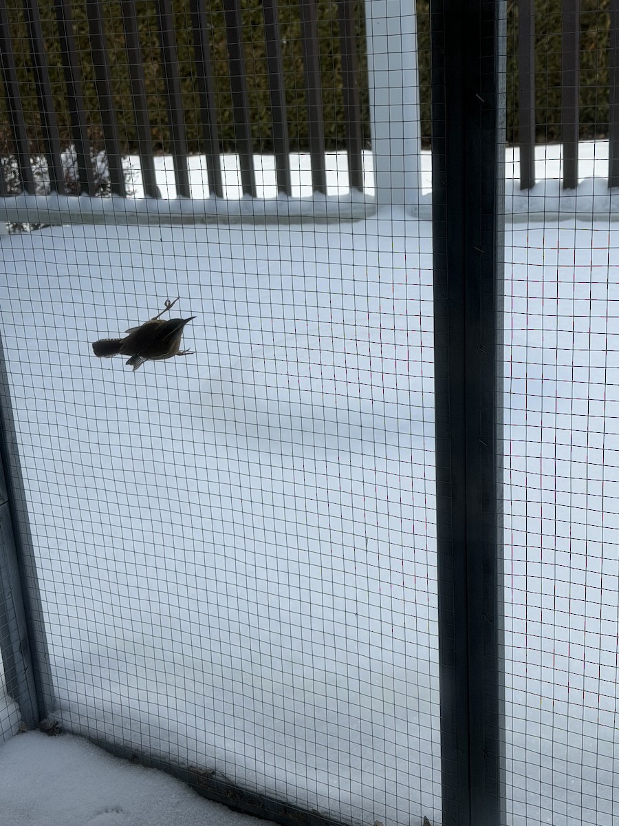 Carolina Wren - ML647619252