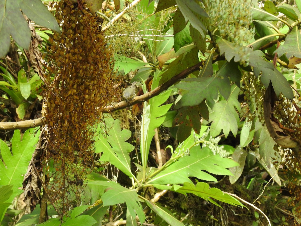 Bireo filadelfiarra - ML647619266