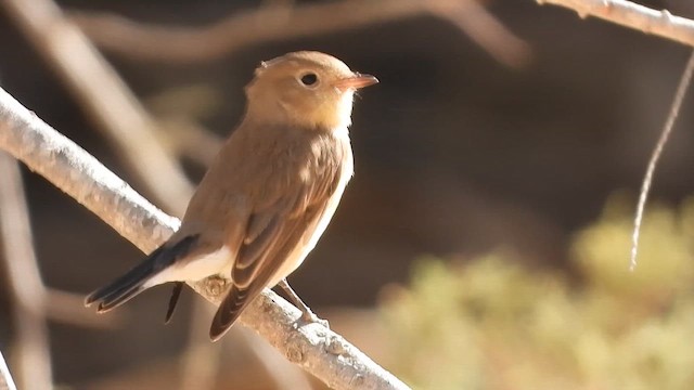 Мухоловка мала - ML647619272