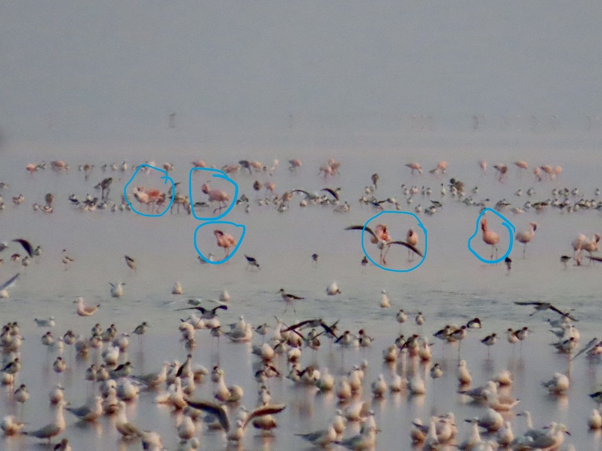 Малый фламинго - ML647619277