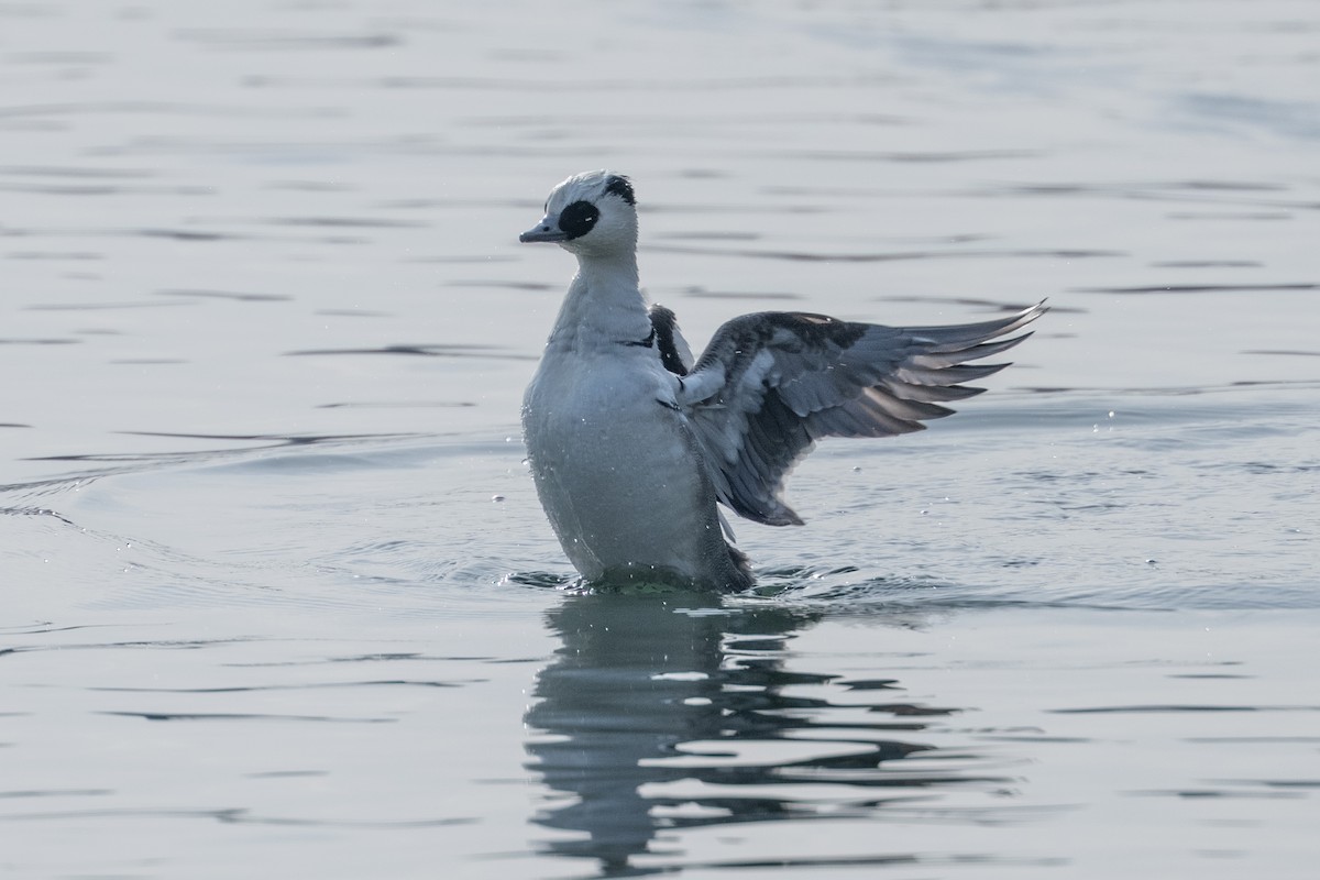 מרגון גמדי - ML647619281