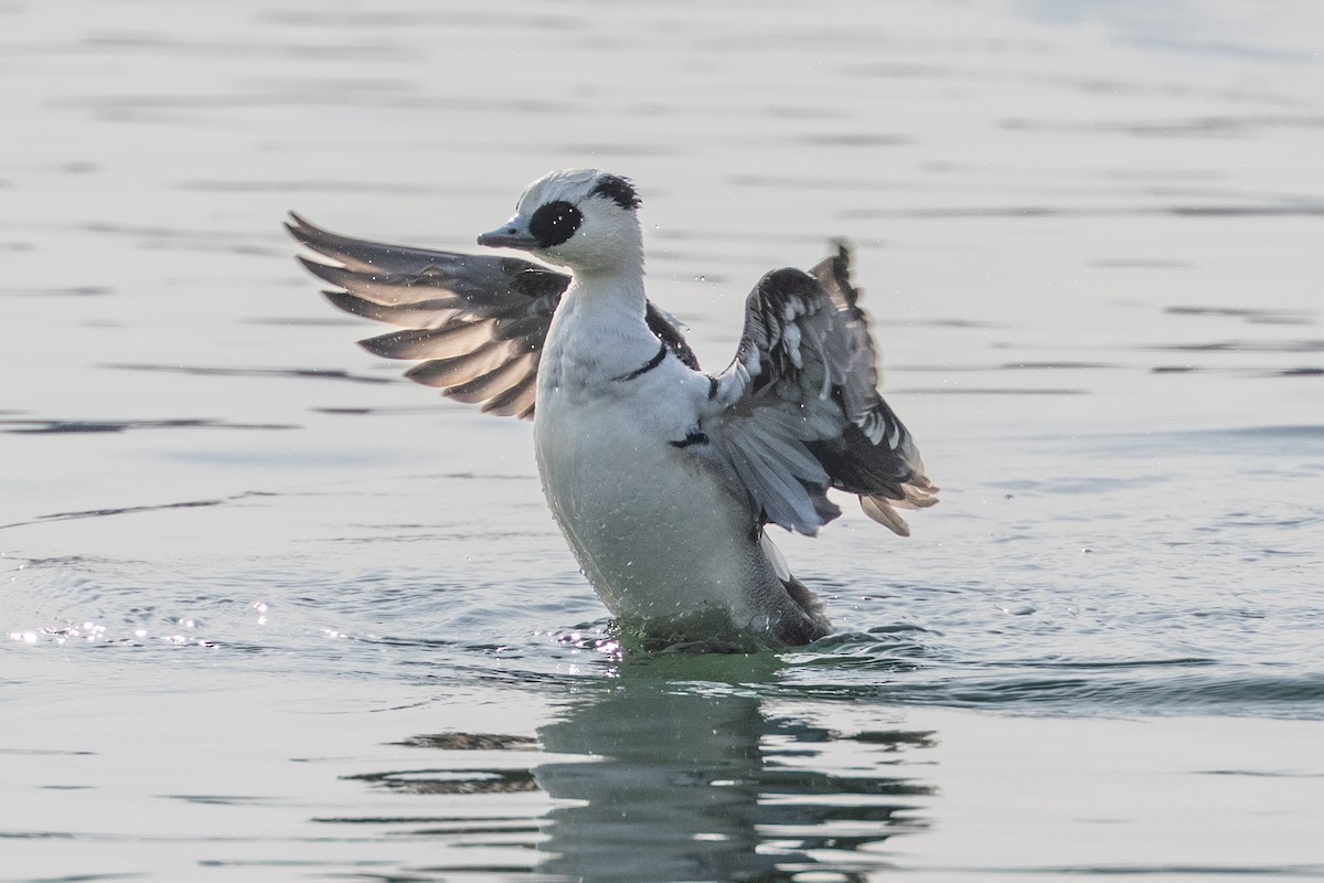 מרגון גמדי - ML647619282