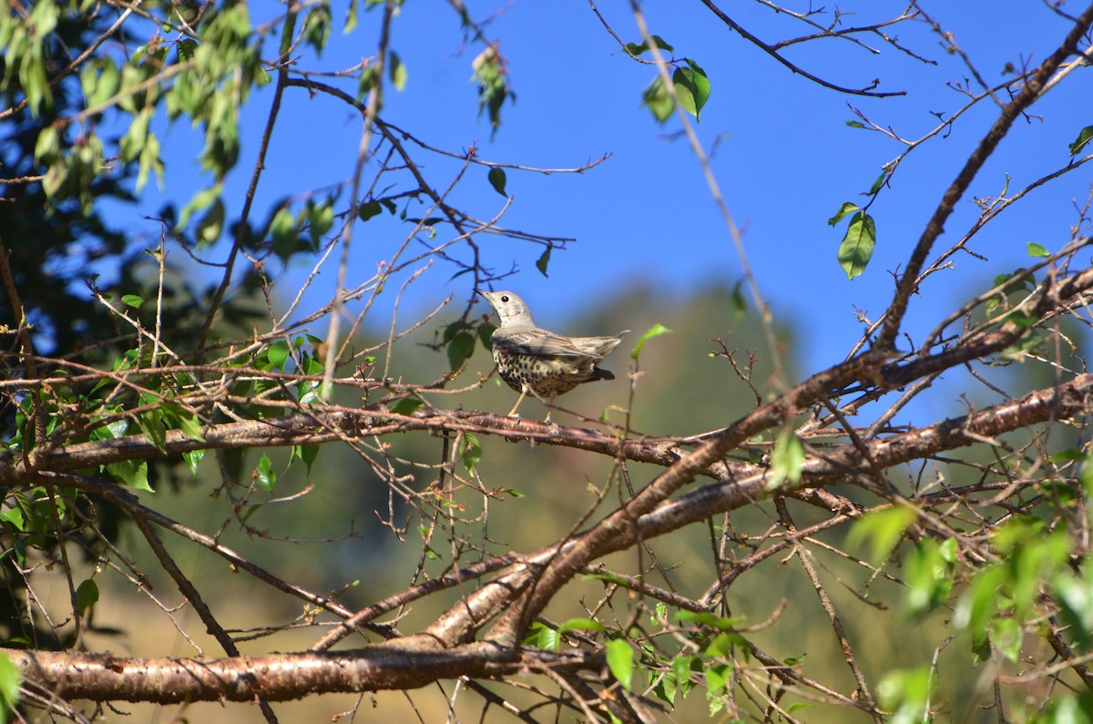 槲鶇 - ML647619283