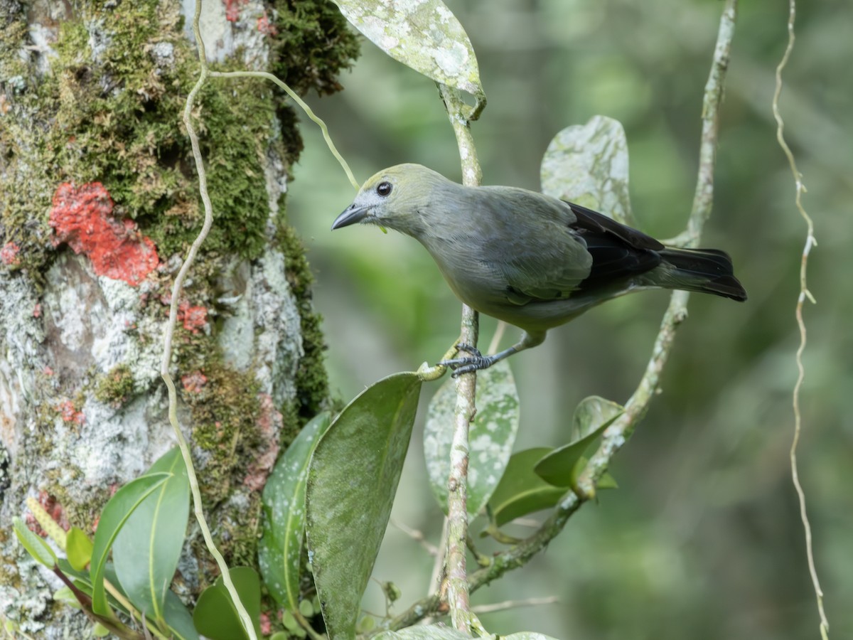 Tangara Palmera - ML647619287
