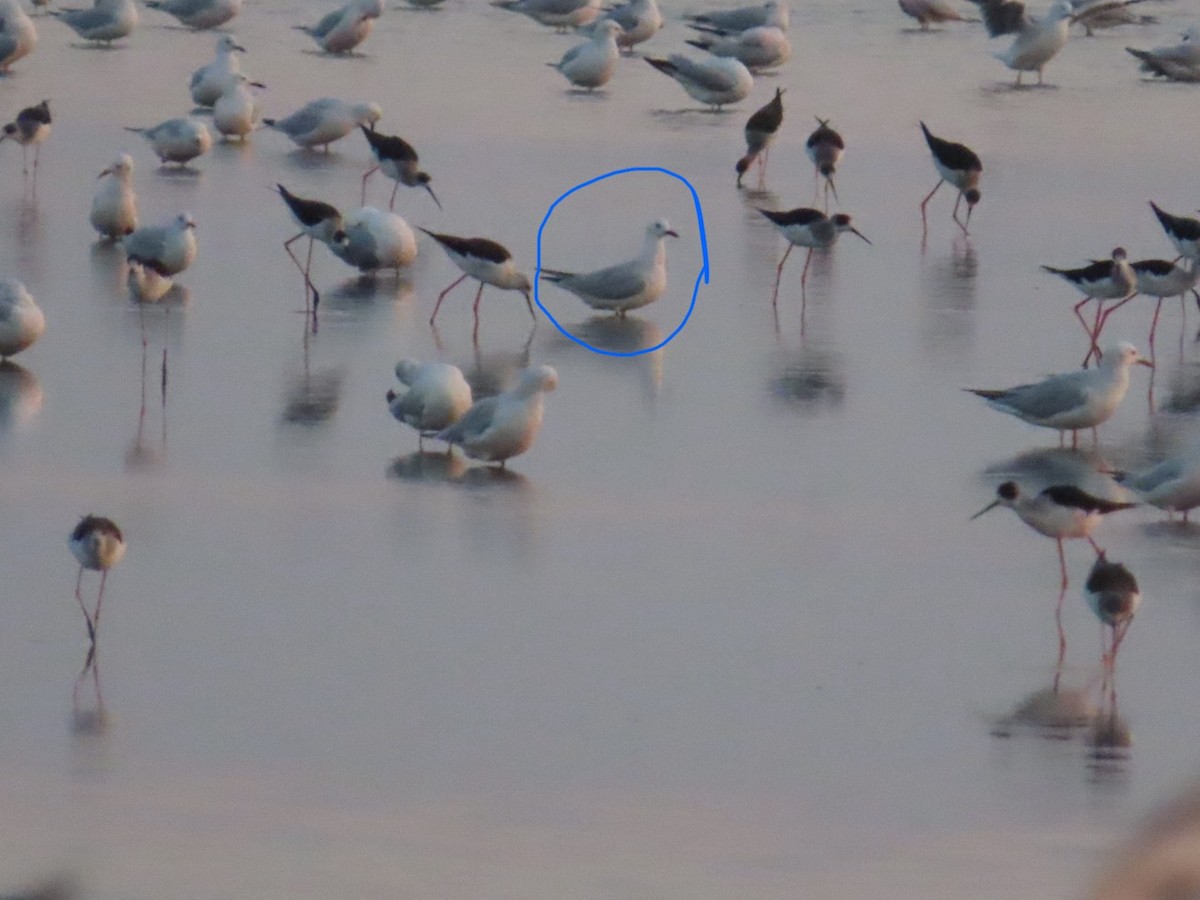 Морской голубок - ML647619304