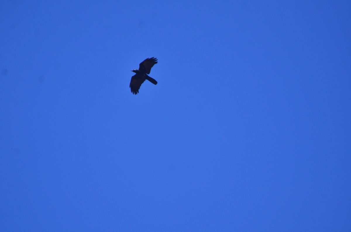 Large-billed Crow - ML647619317