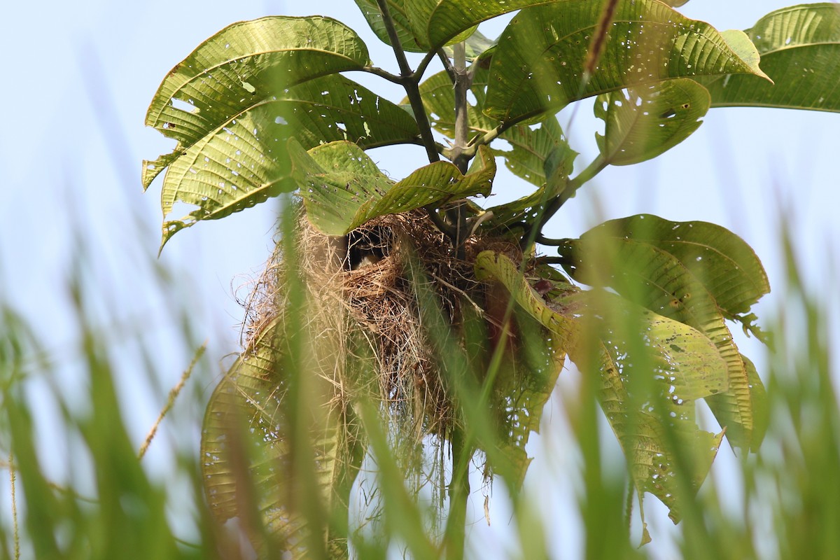 Tyran sociable - ML647619320