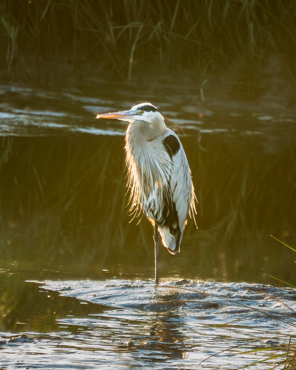 Большая голубая цапля - ML647619348