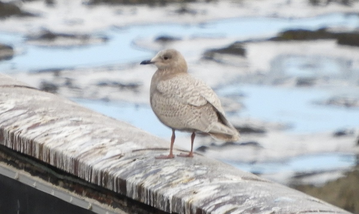 Полярная чайка - ML647619349