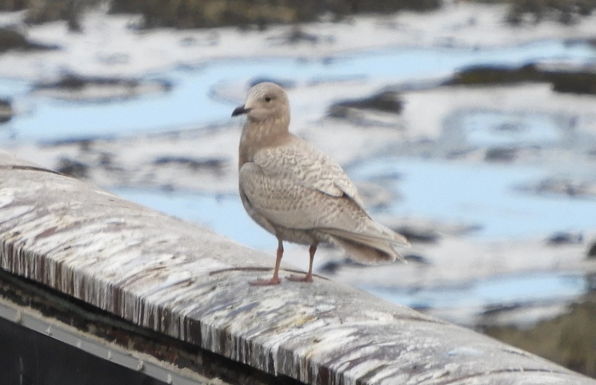 Полярная чайка - ML647619350