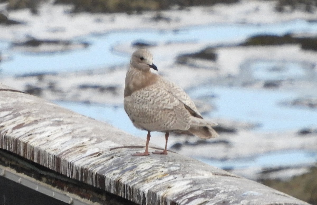 Полярная чайка - ML647619351