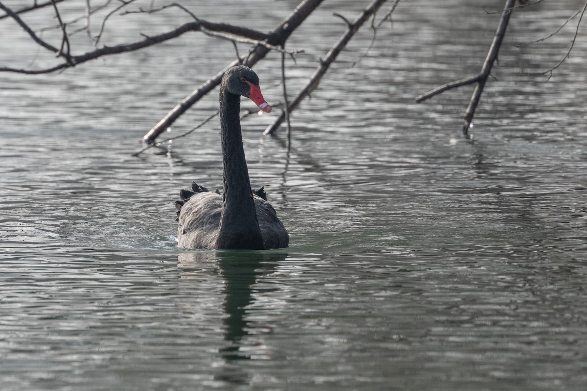 Чёрный лебедь - ML647619352