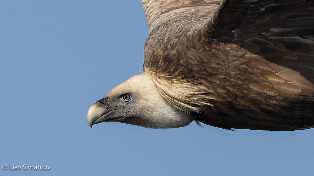 Белоголовый сип - ML647619355