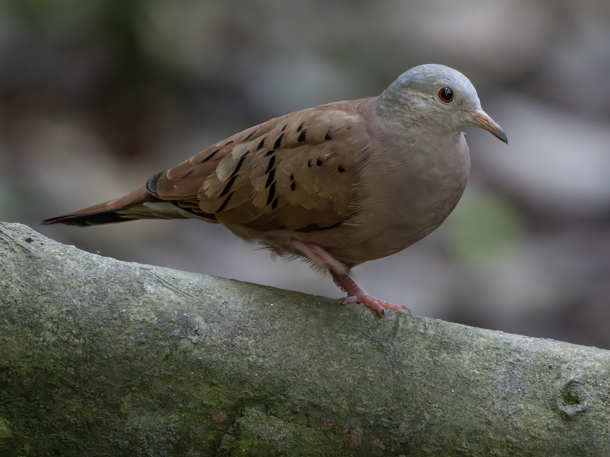 Коричневая земляная горлица - ML647619356