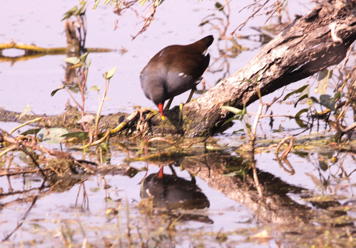 Камышница - ML647619357