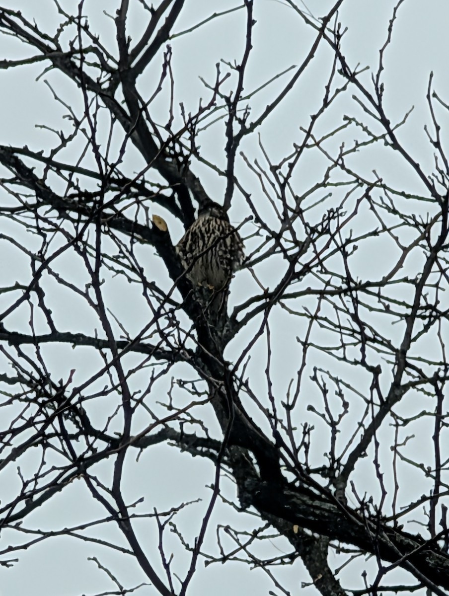 Дербник - ML647619358