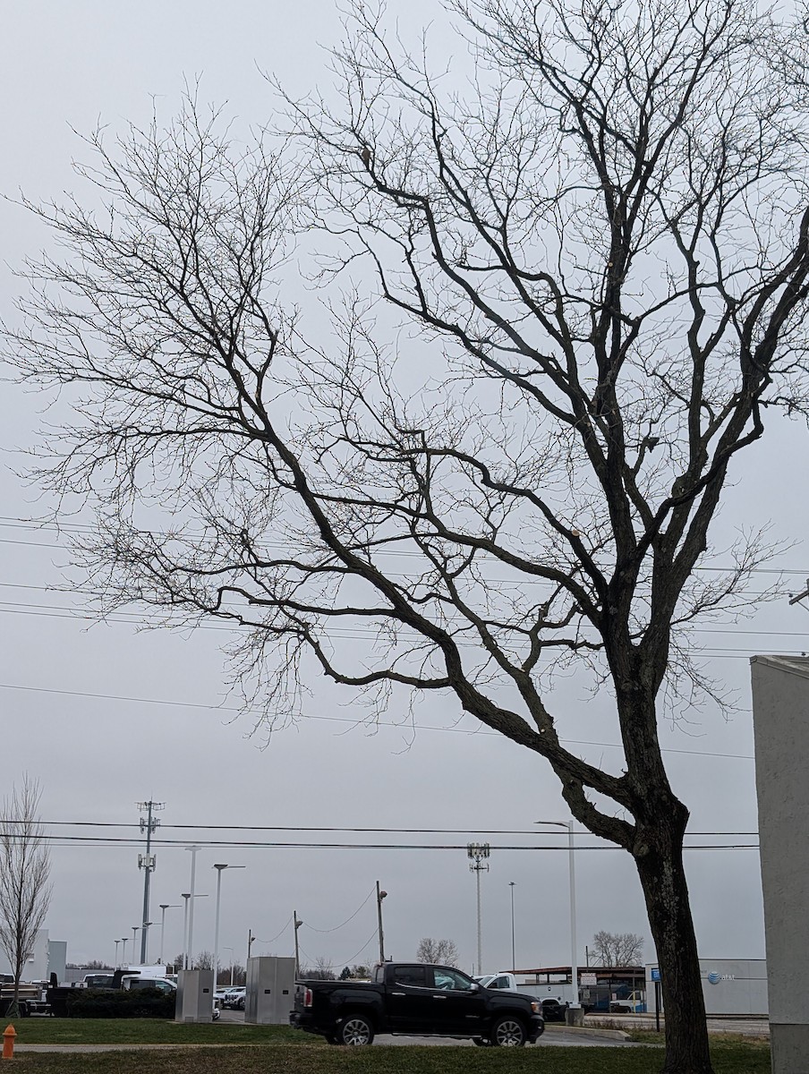 Дербник - ML647619359