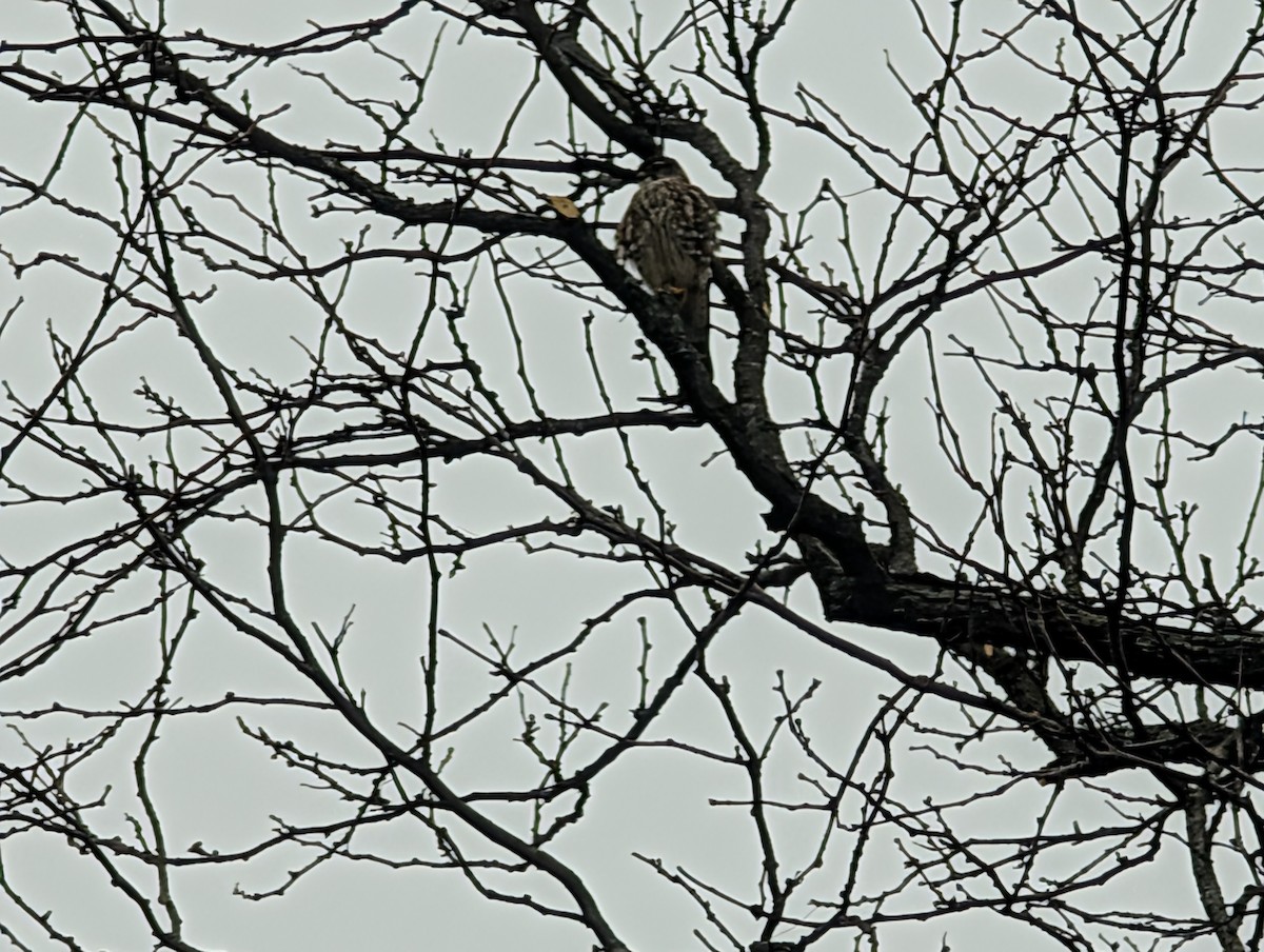 Дербник - ML647619360