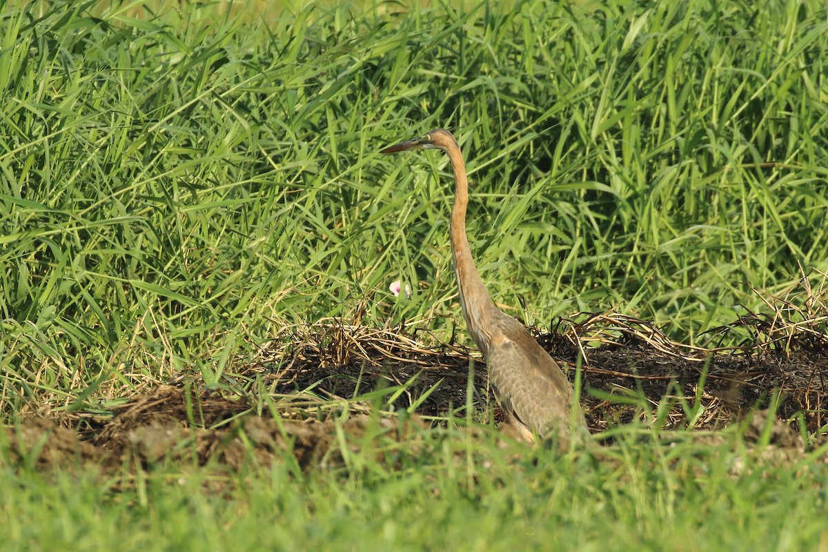 Рыжая цапля - ML647619361