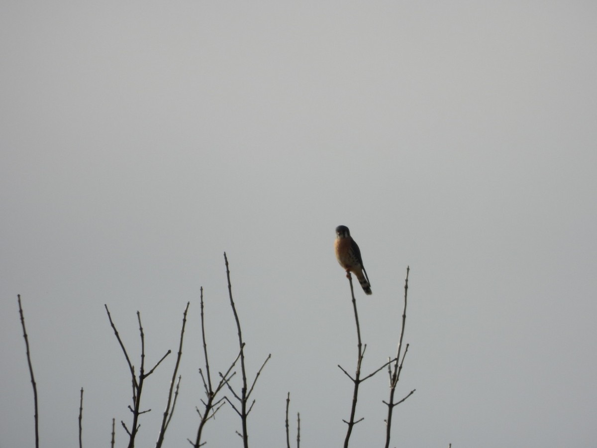 Воробьиная пустельга - ML647619362