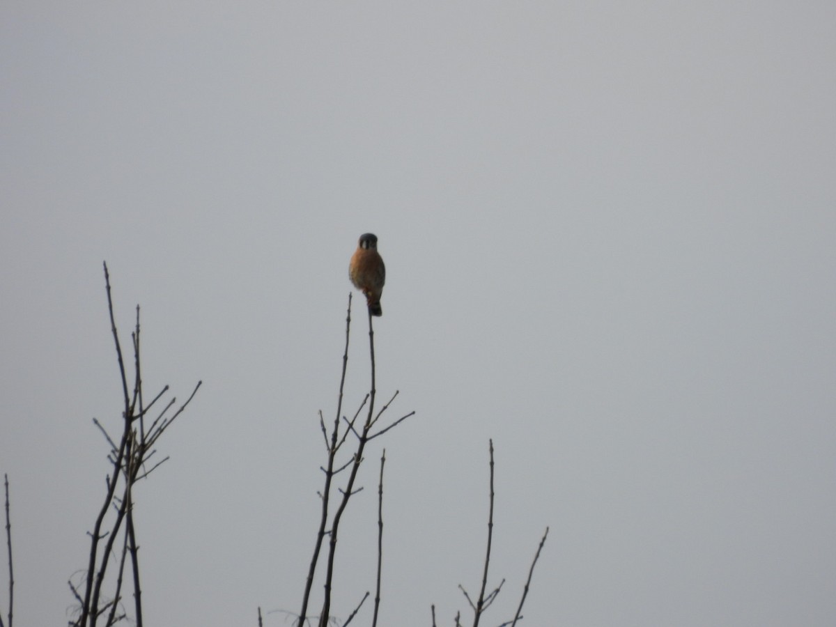 Воробьиная пустельга - ML647619363