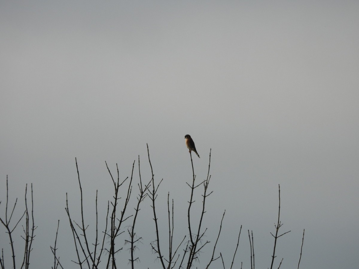 Воробьиная пустельга - ML647619364