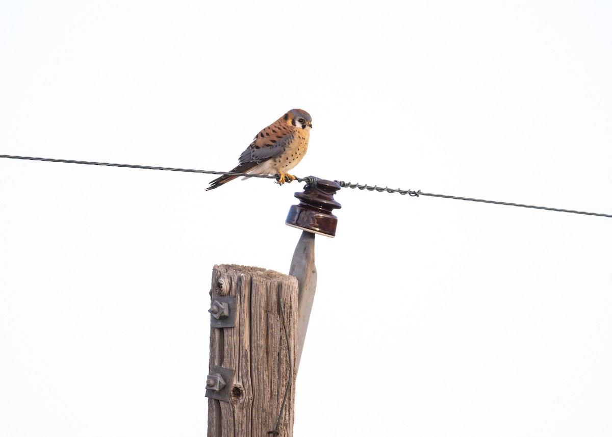 Воробьиная пустельга - ML647619367