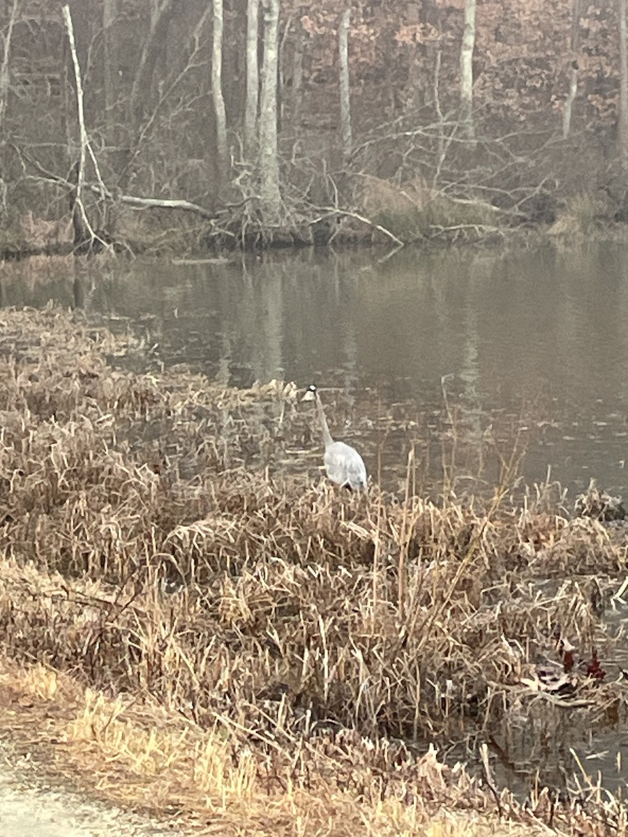 Большая голубая цапля - ML647619368