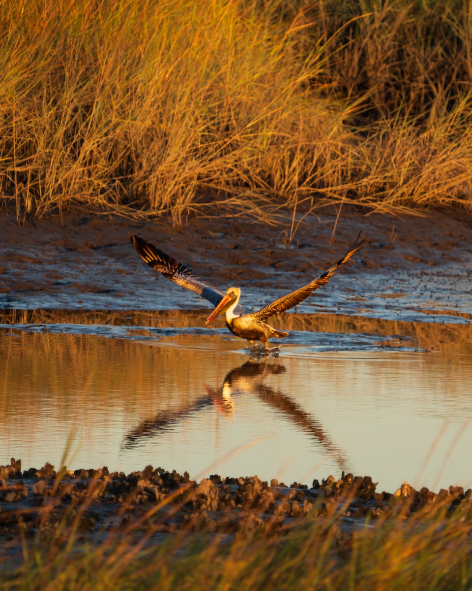 Бурый пеликан - ML647619369