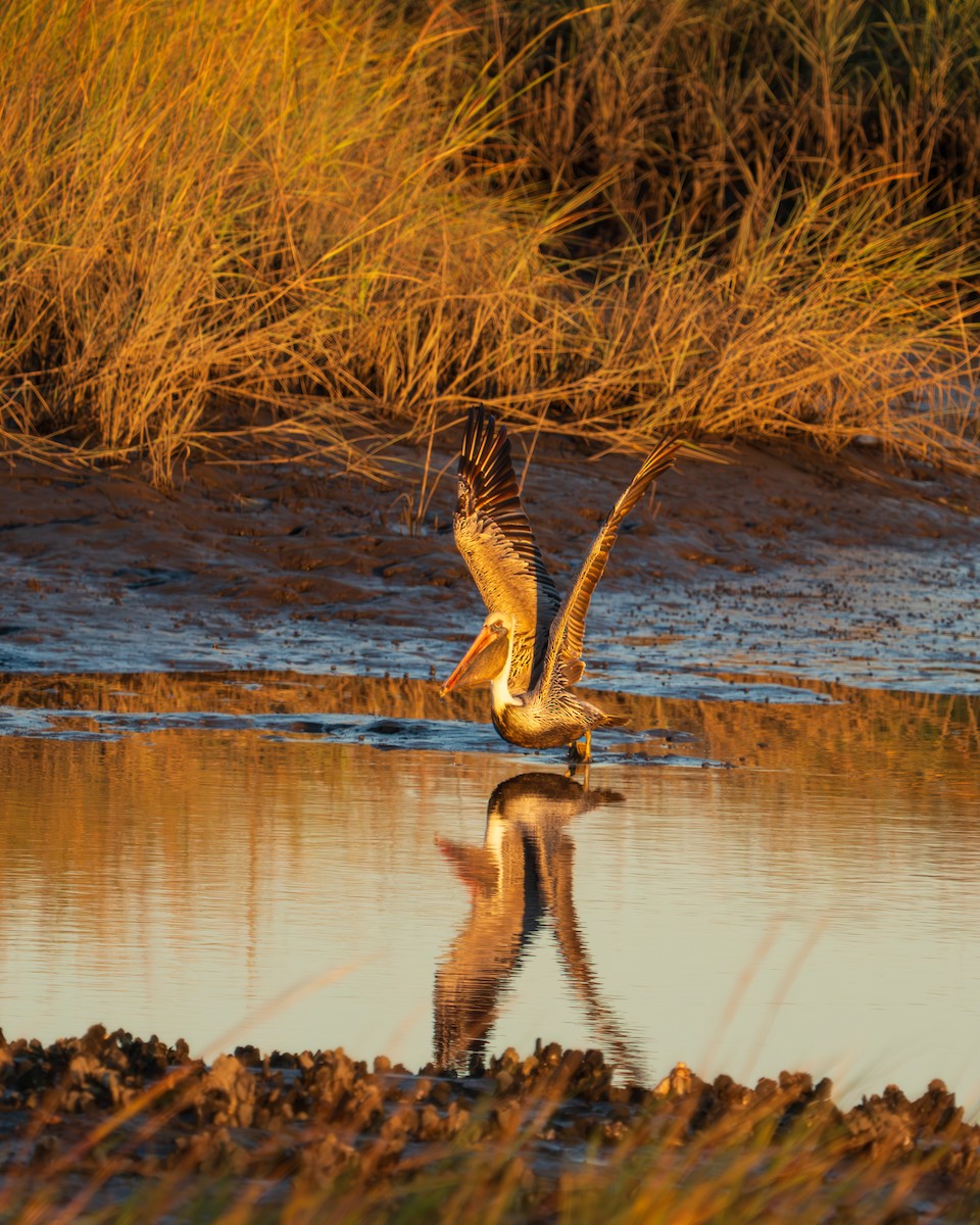 Бурый пеликан - ML647619370